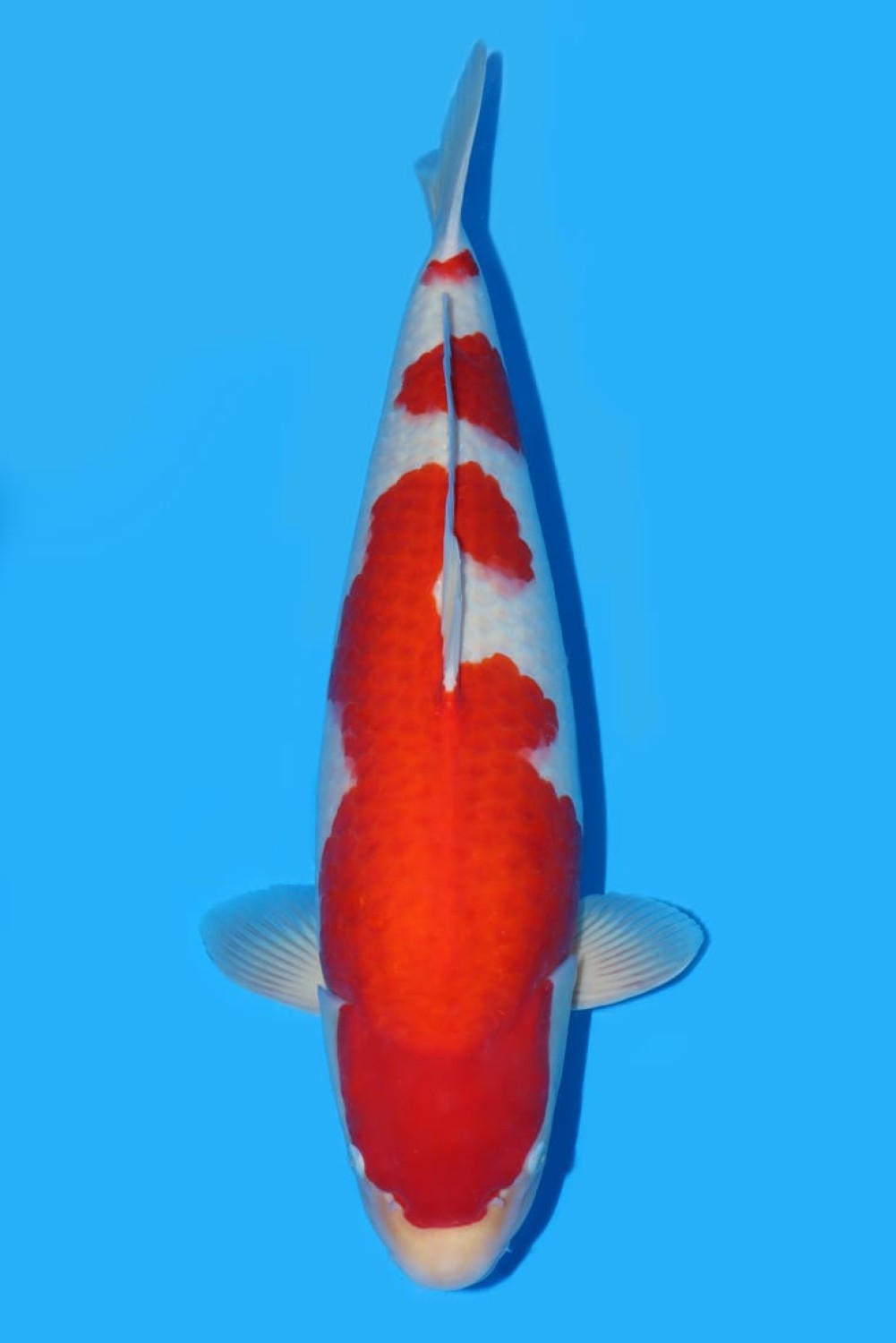 Juara 2