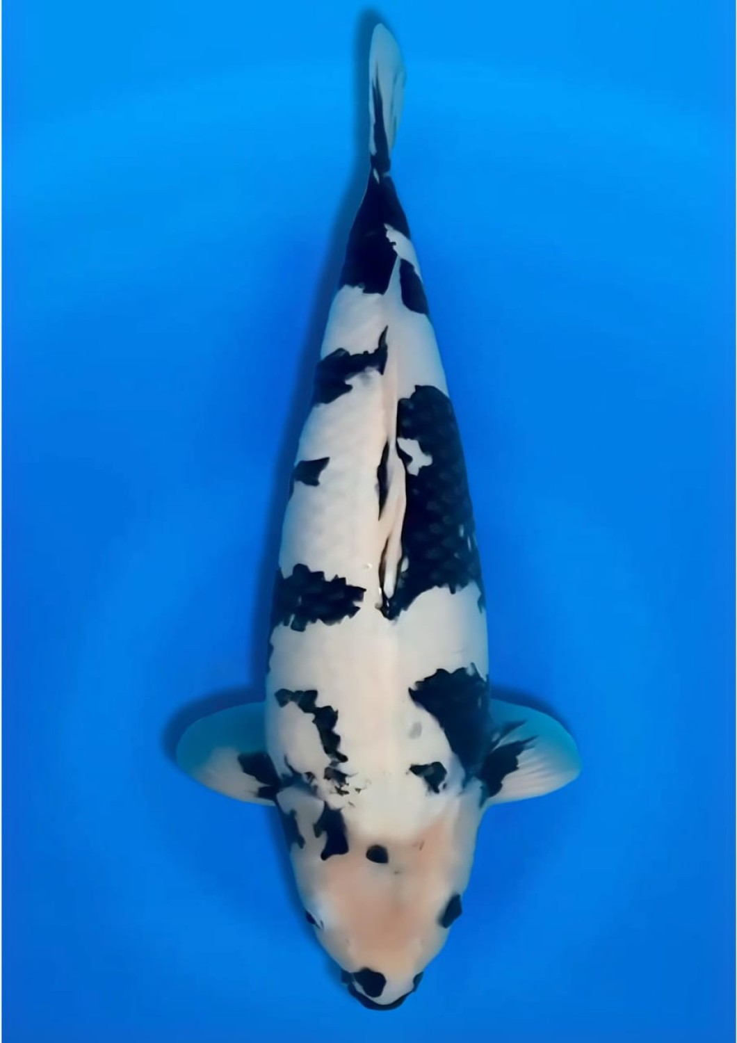 Best In Size B 46 - 50 cm