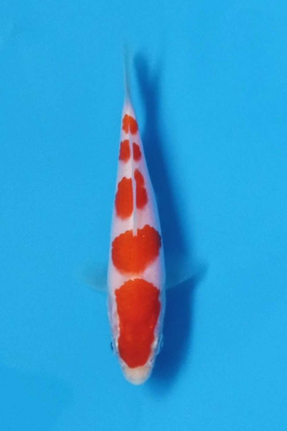 Best In Size A Up To 12 cm