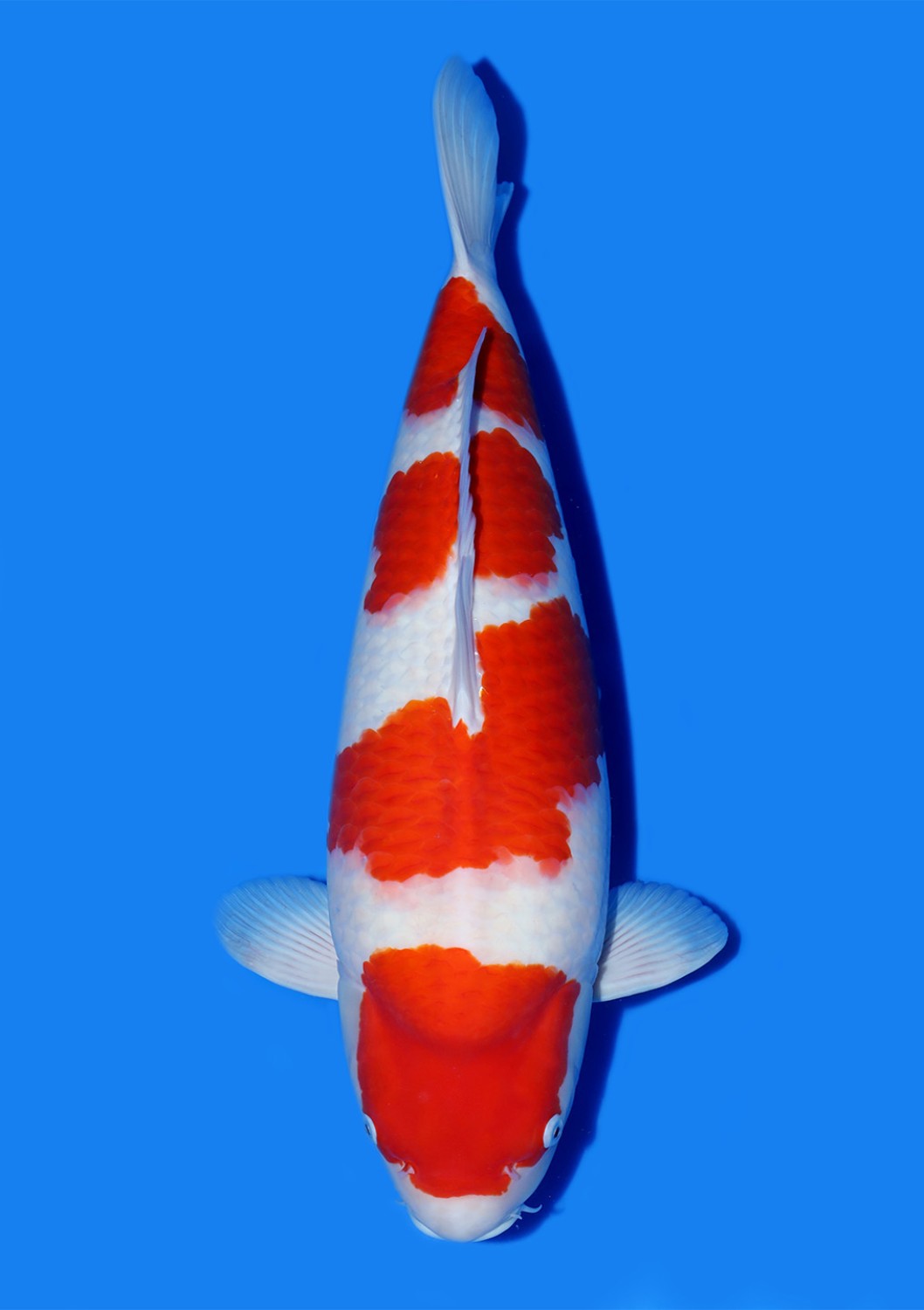 Best In Size A 66 - 70 cm