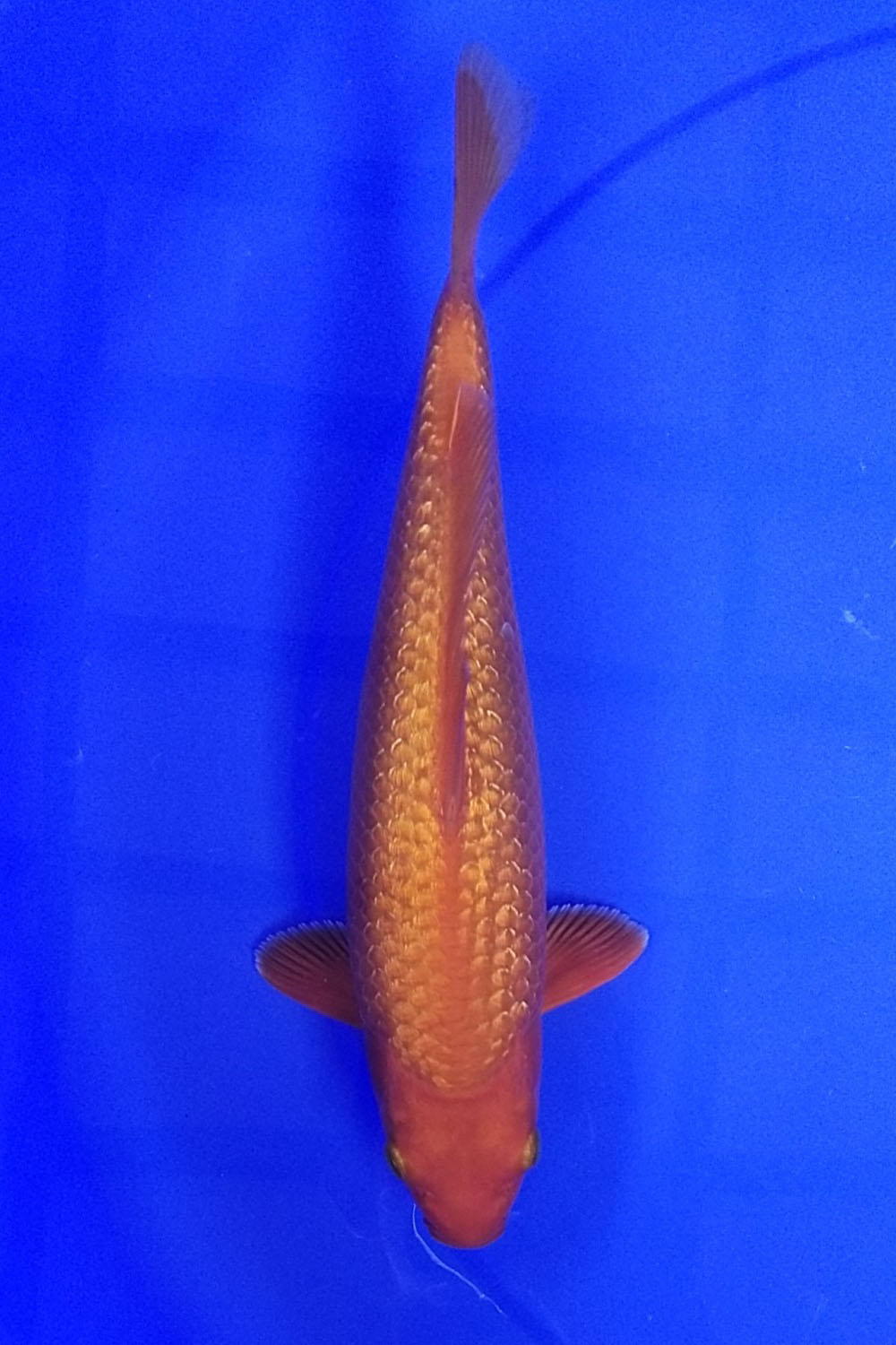 Juara 4