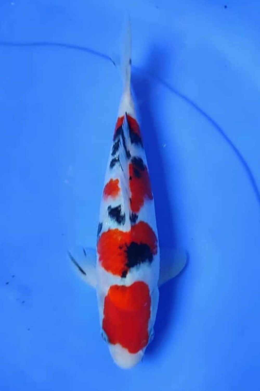 Juara 5