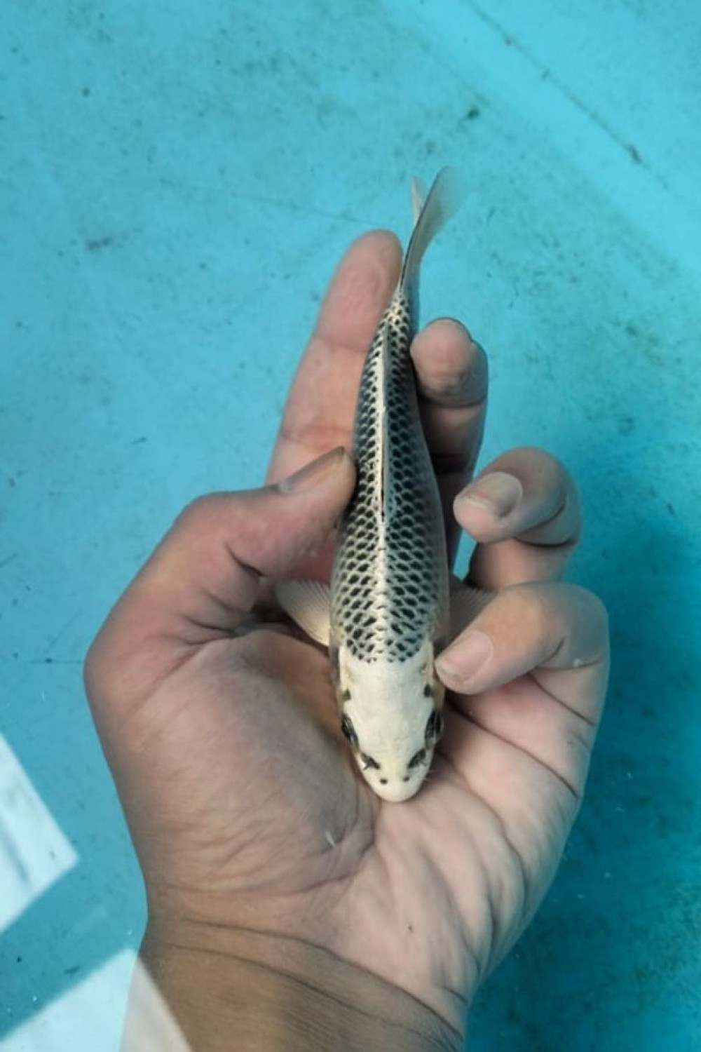 Best In Size E 13 - 15 cm