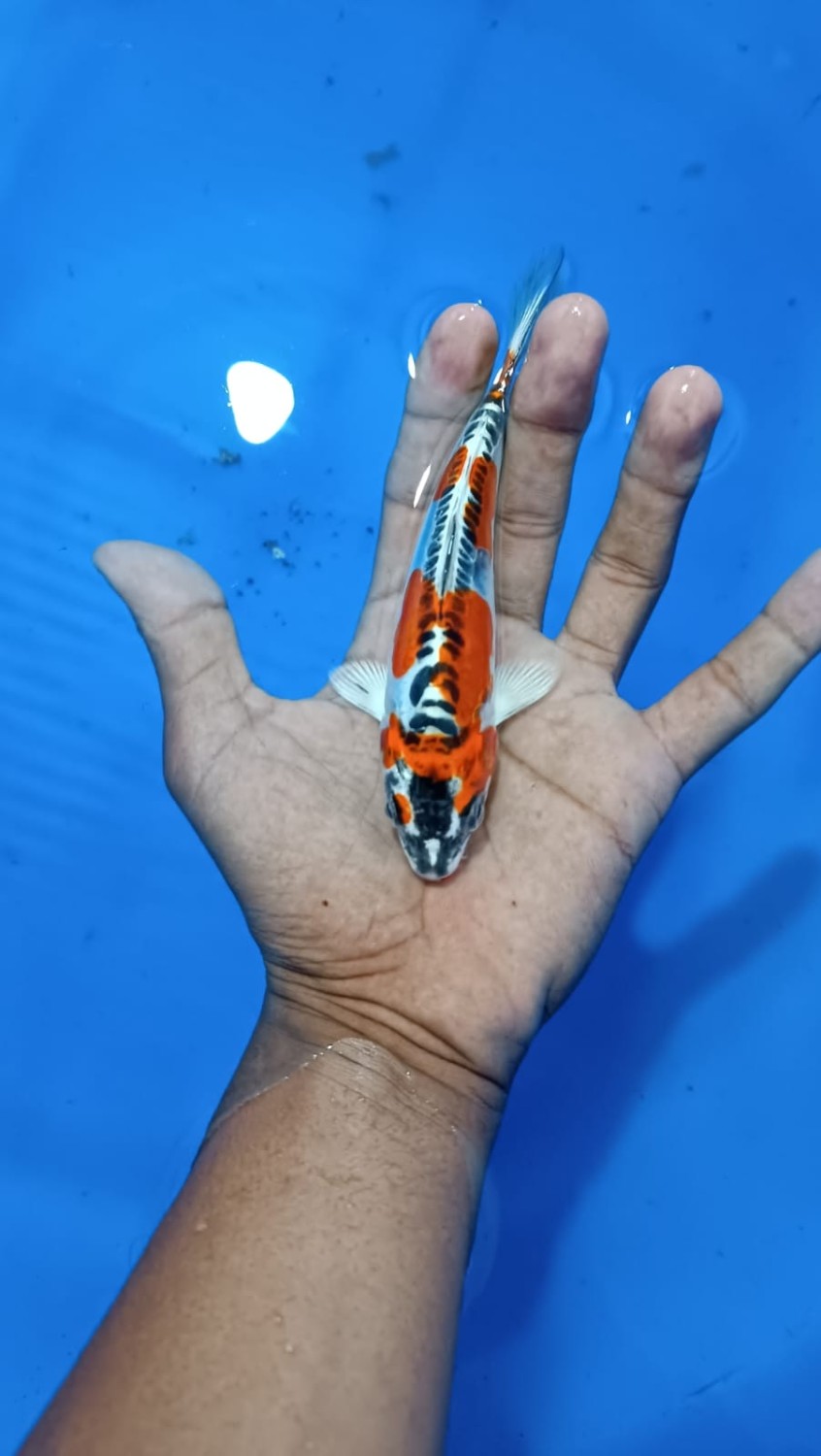 Juara 5