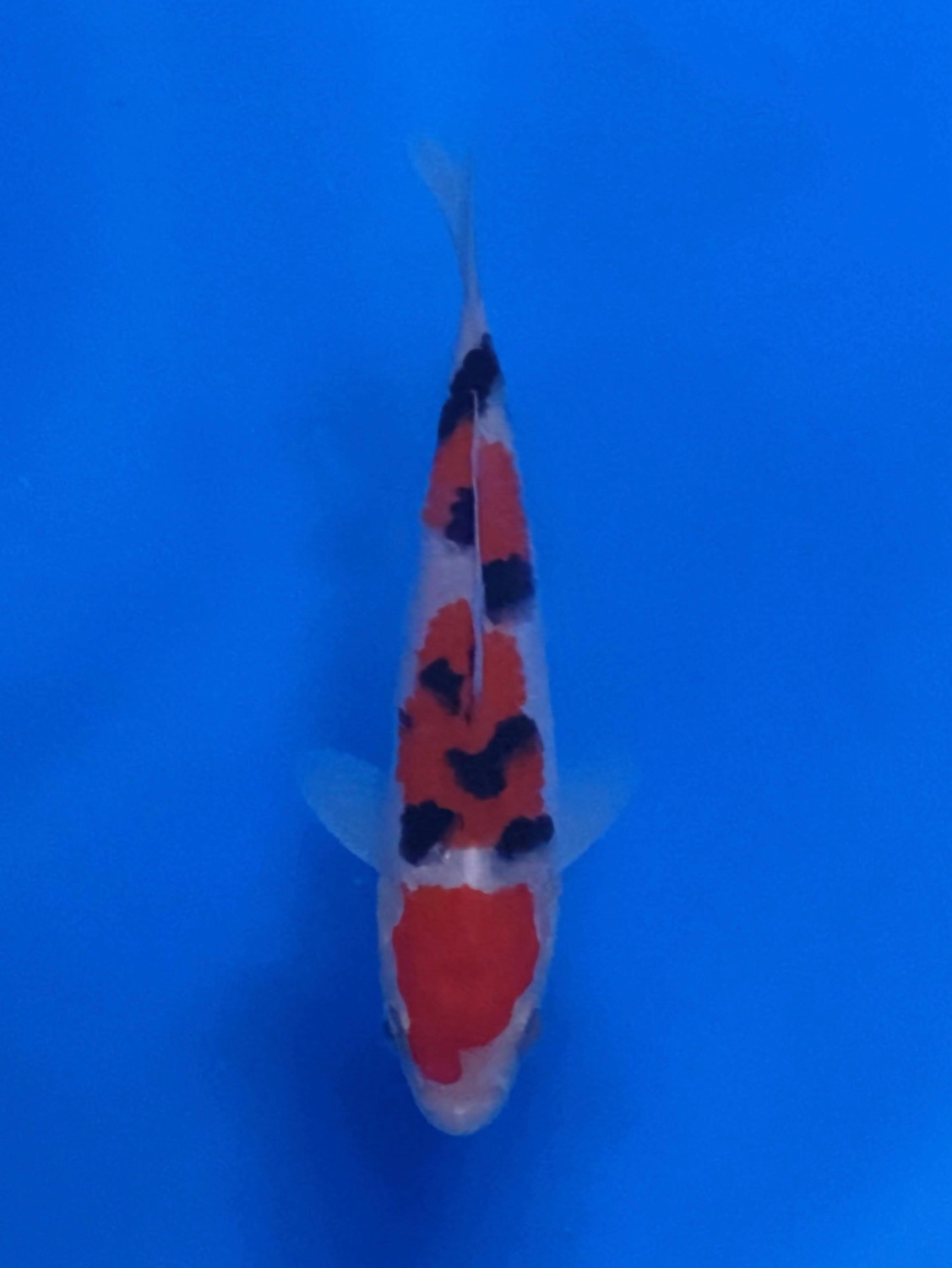 Juara 1