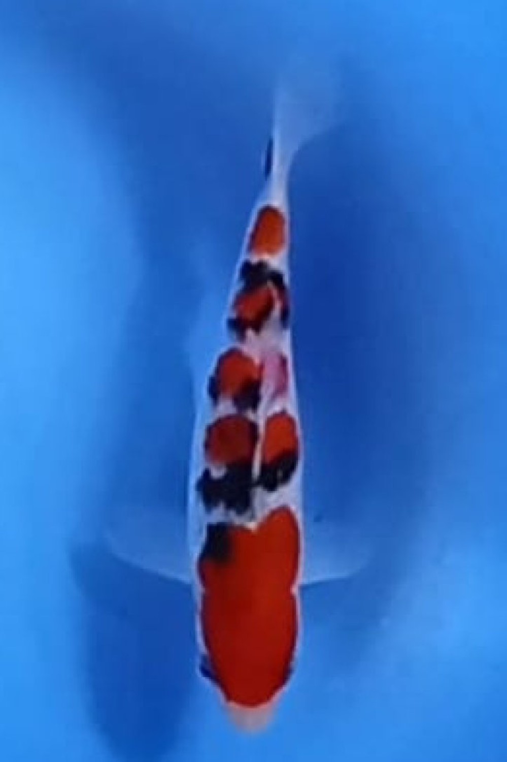 Juara 2