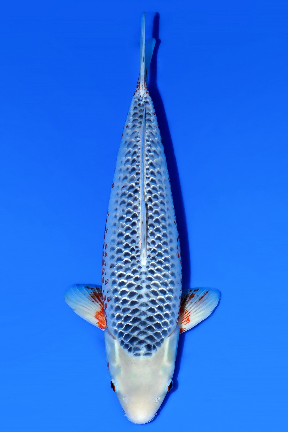 Juara 1