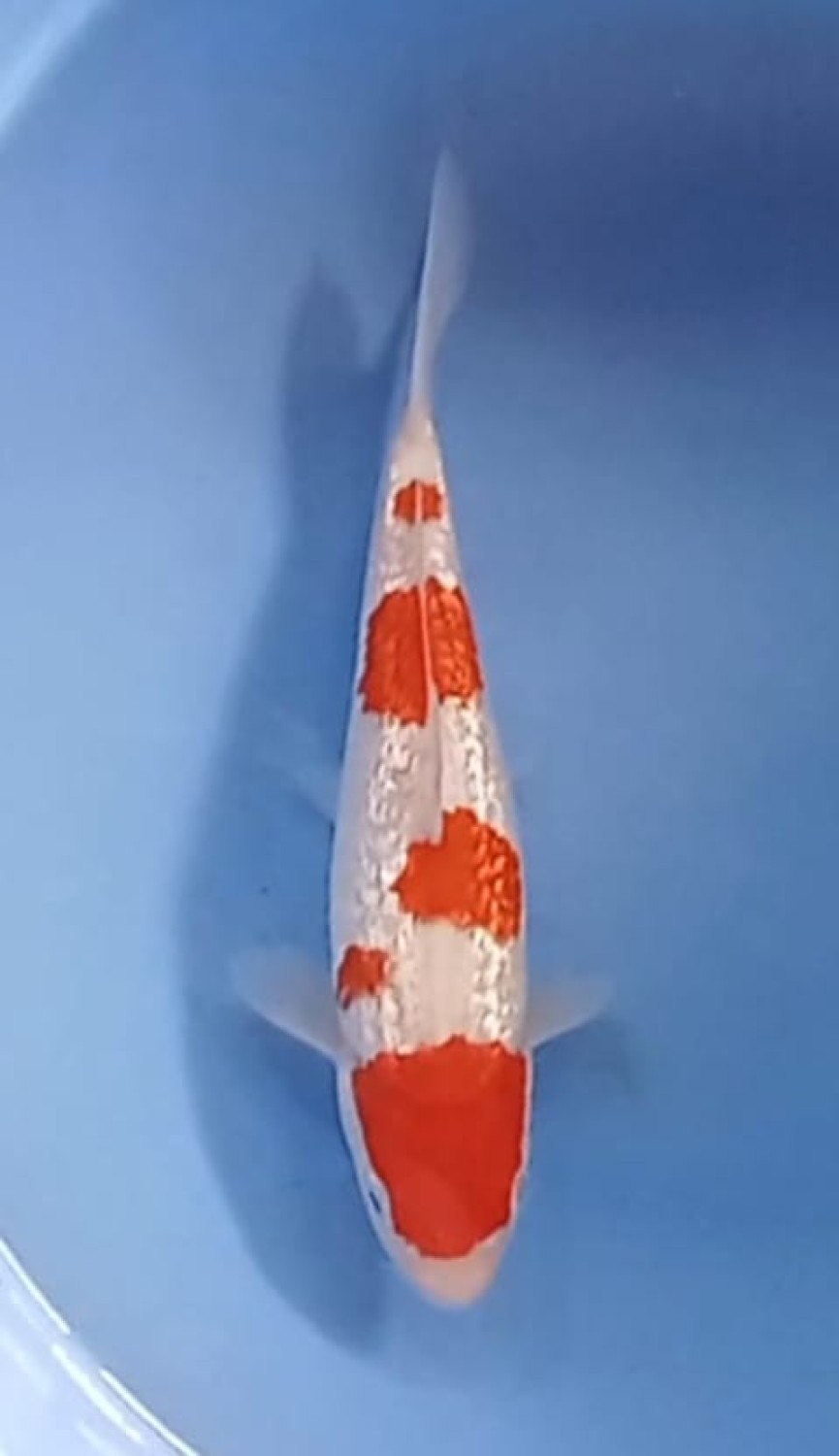 Juara 3
