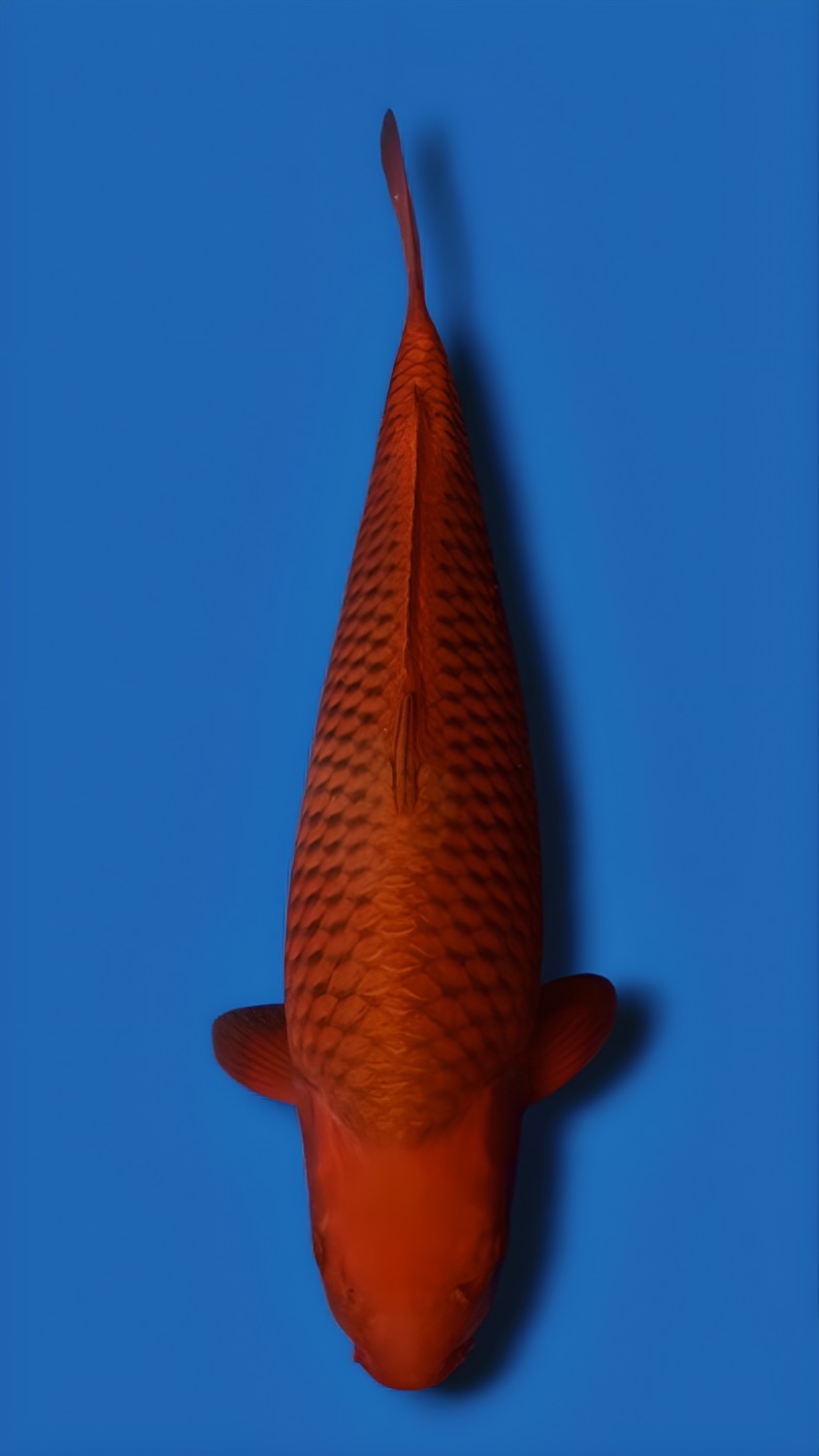 Juara 1