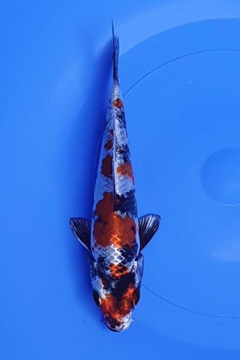 Juara 2