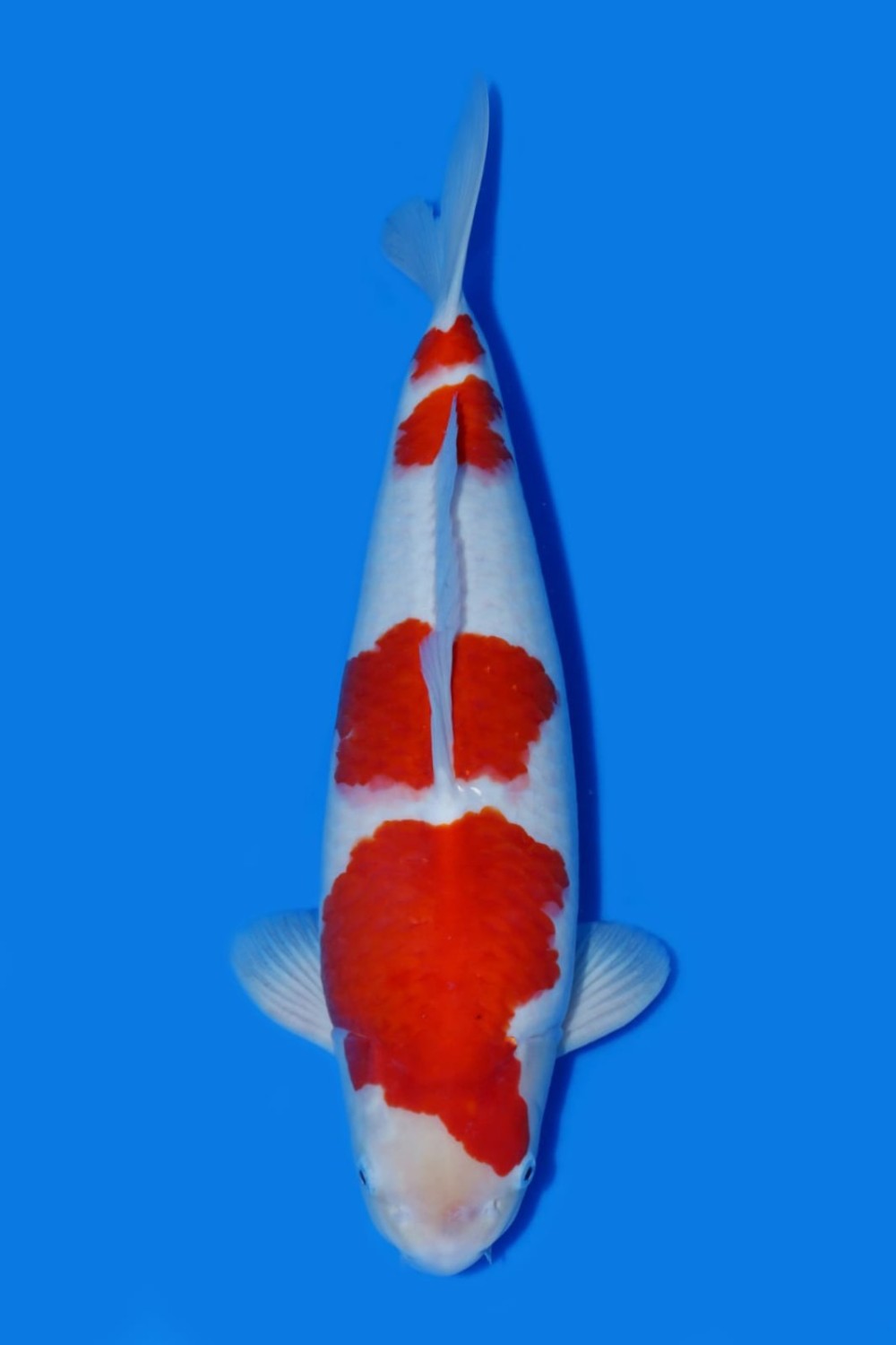 Juara 5