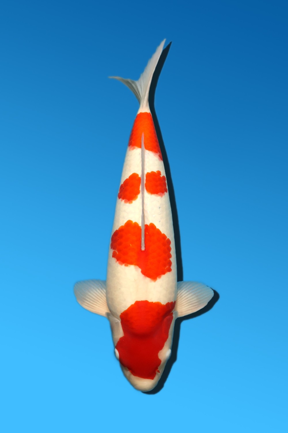 Juara 2