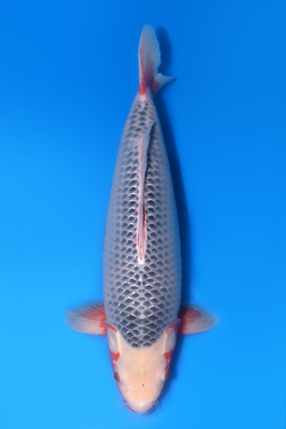 Juara 1
