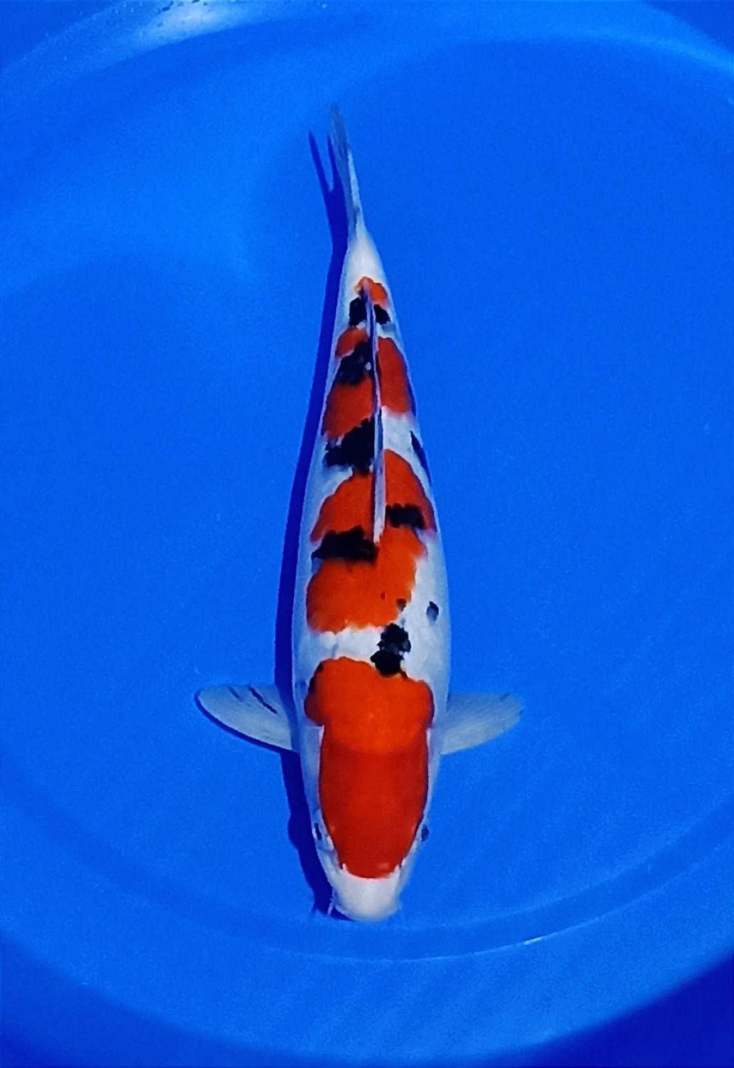 Juara 2