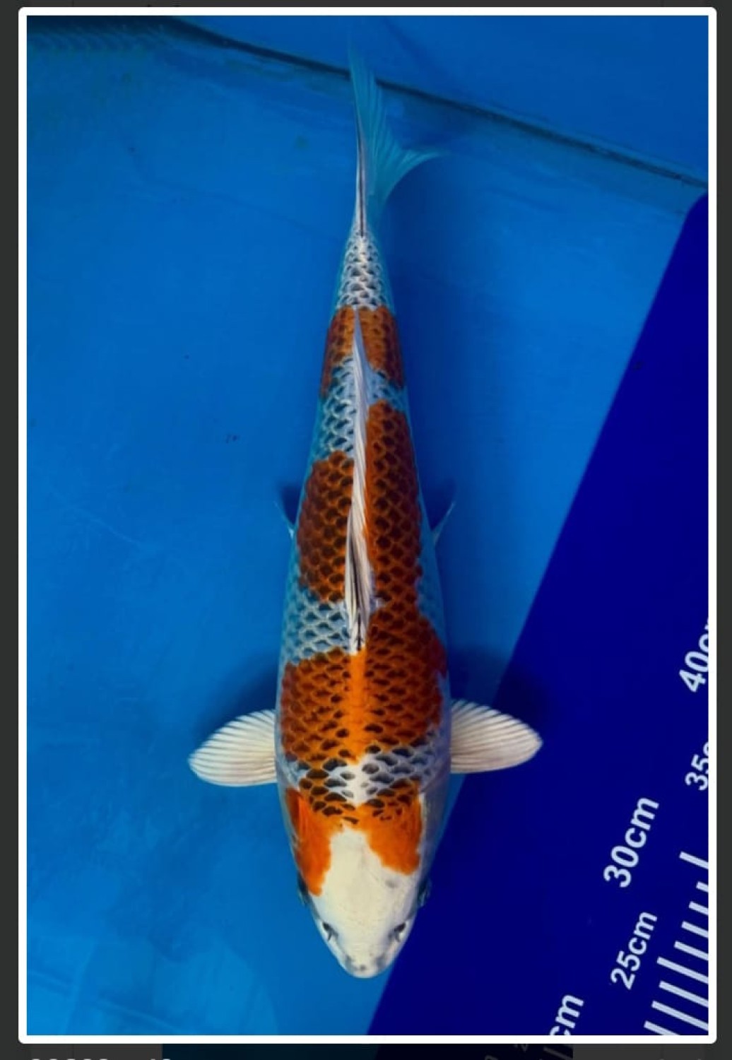 Juara 1
