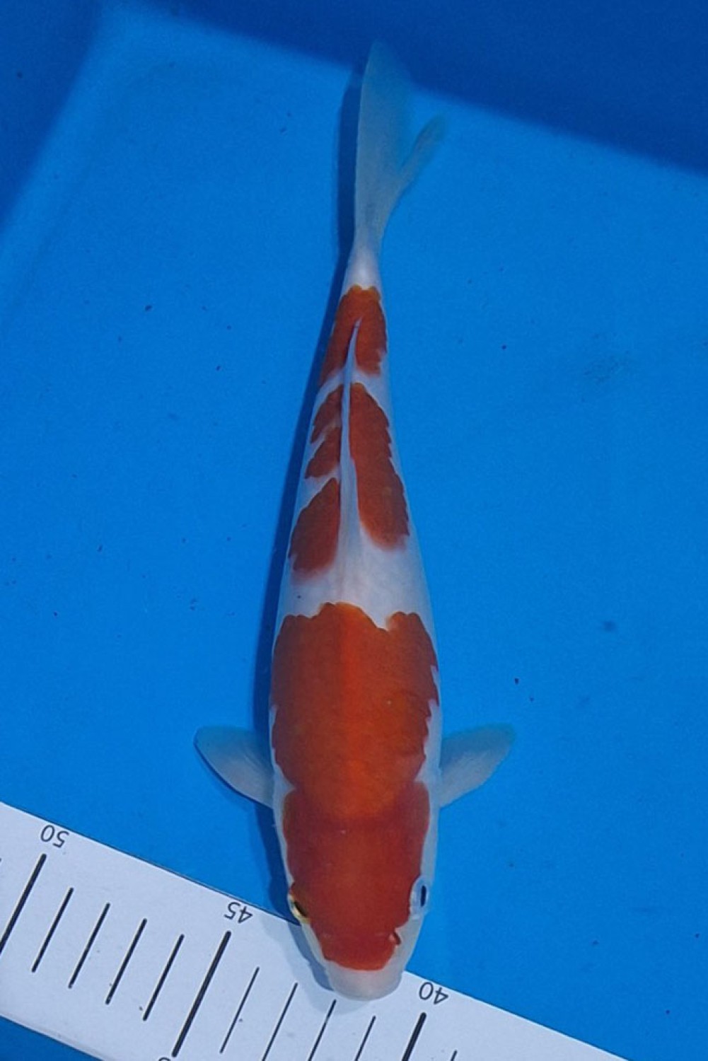 Juara 1