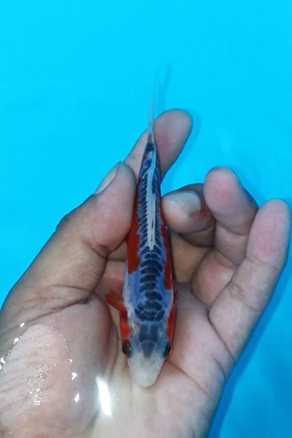 Juara 1