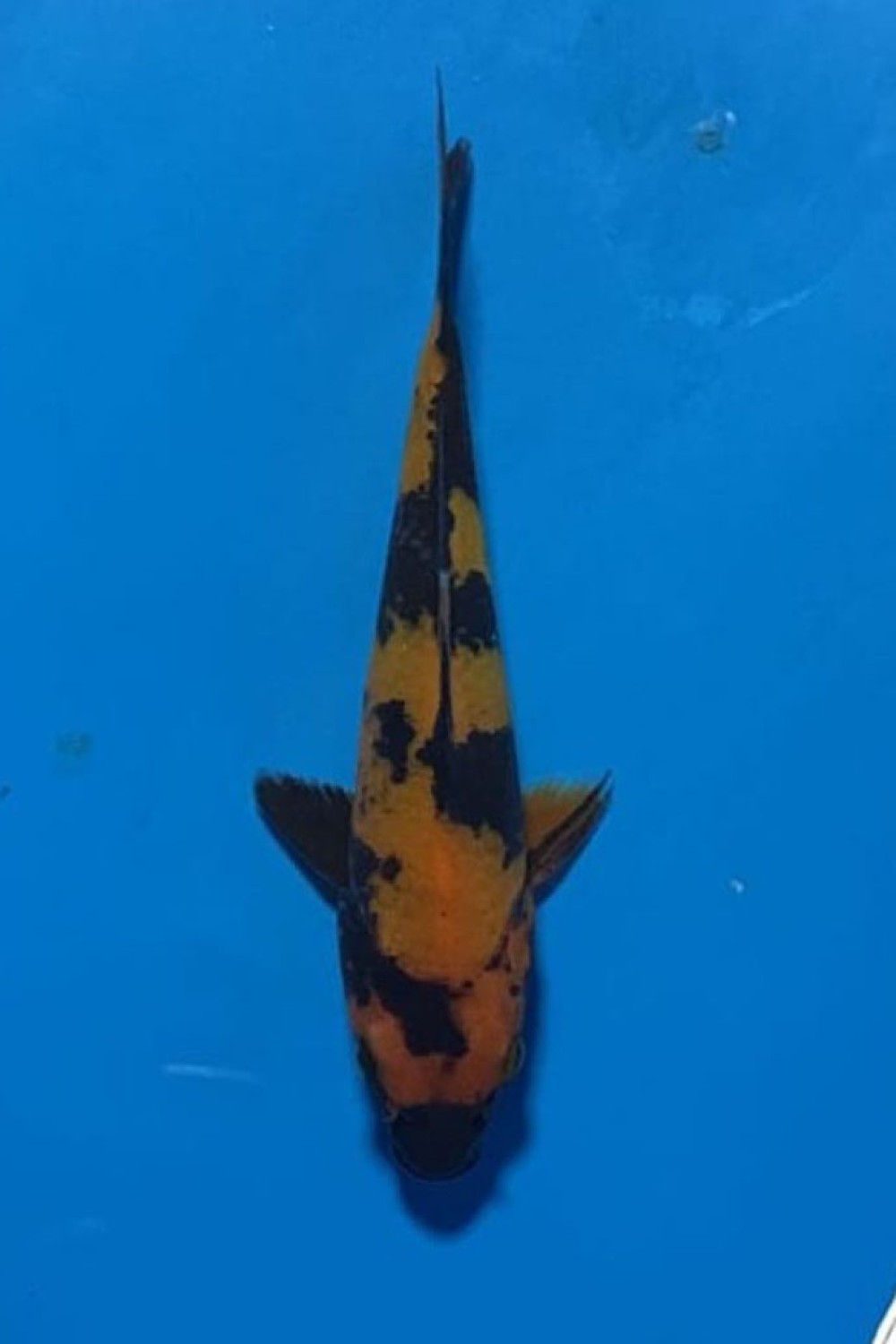 Juara 4