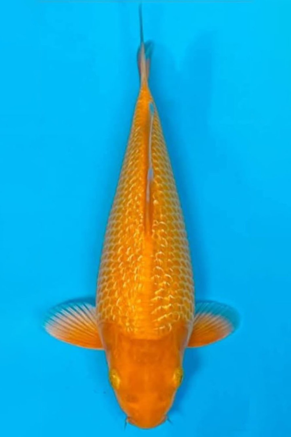 Juara 3