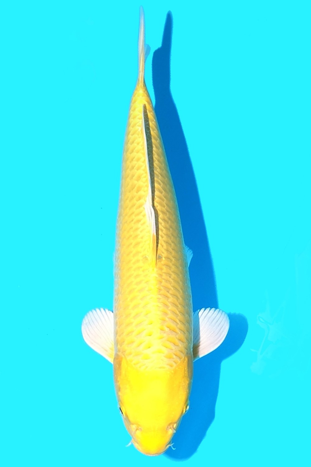 Juara 2