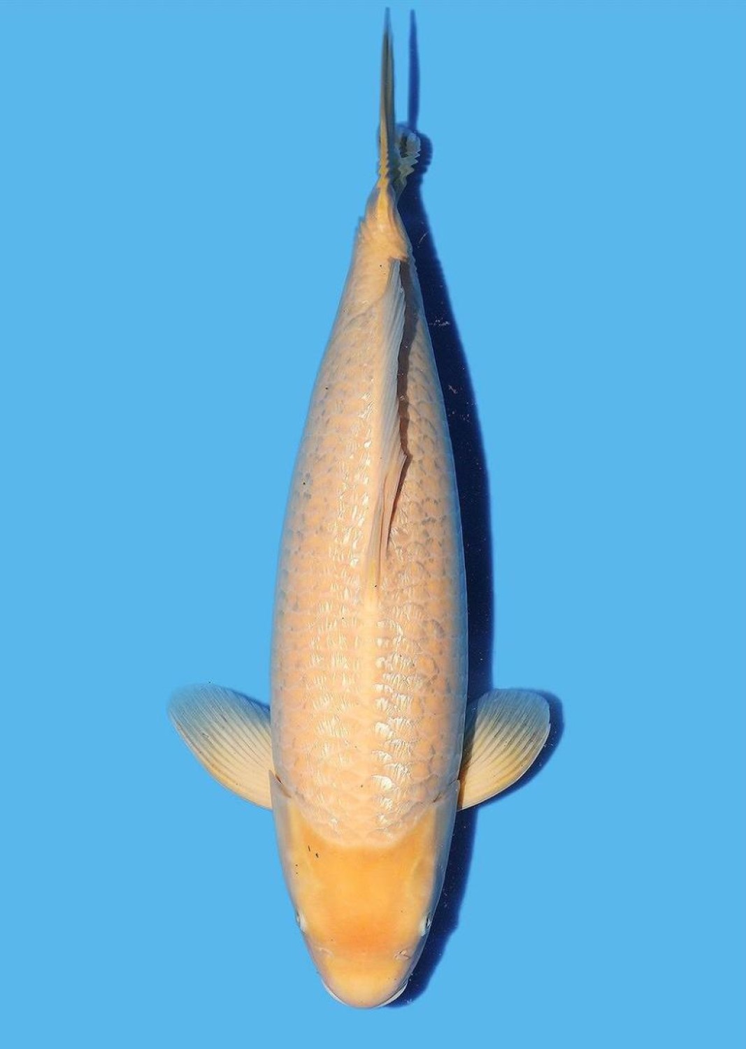 Juara 2