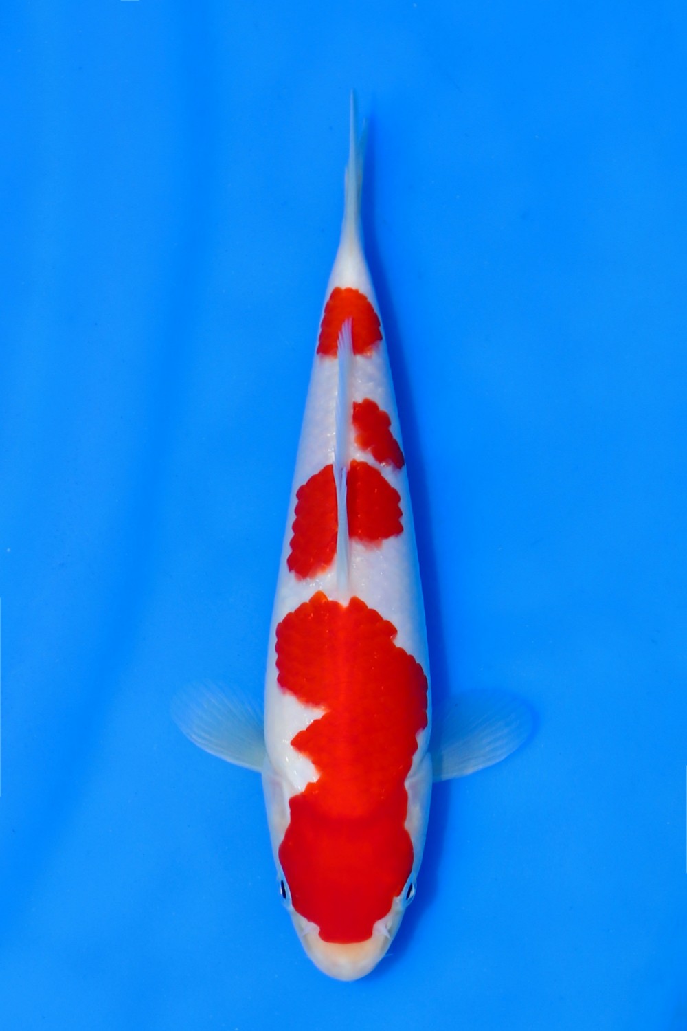 Juara 3