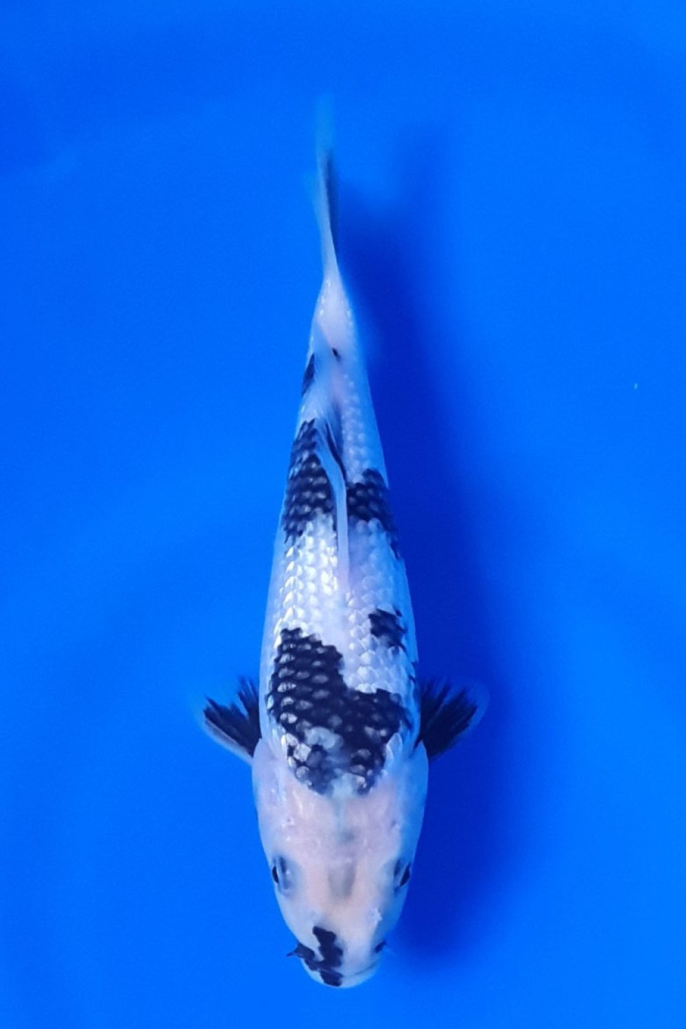 Juara 4