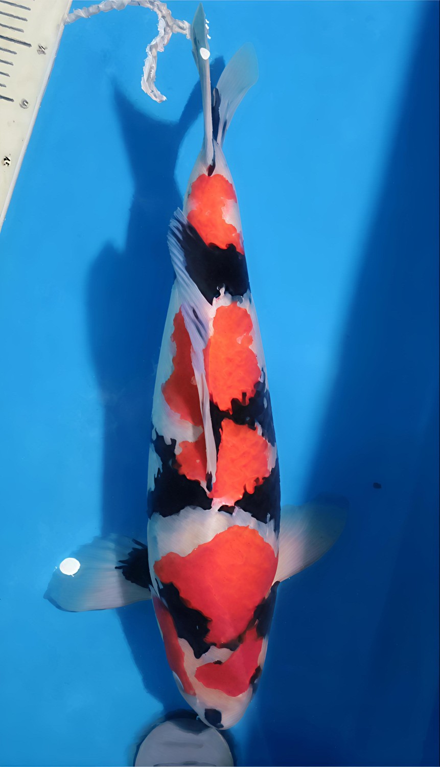 Juara 2