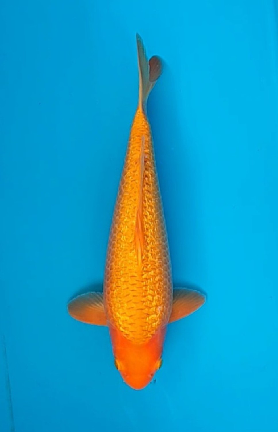 Juara 1