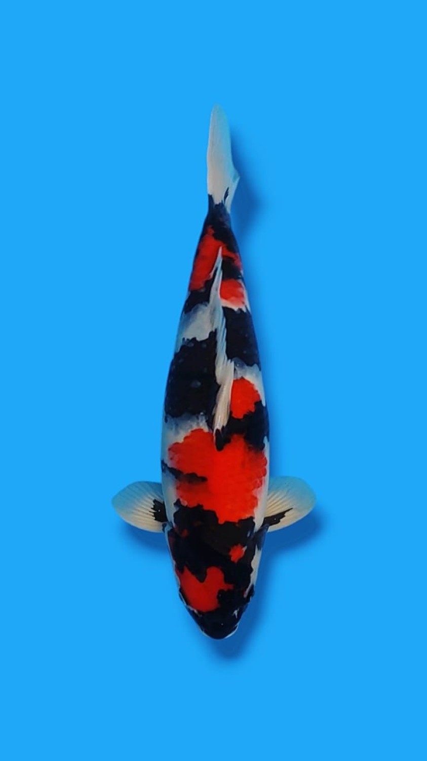 Juara 5