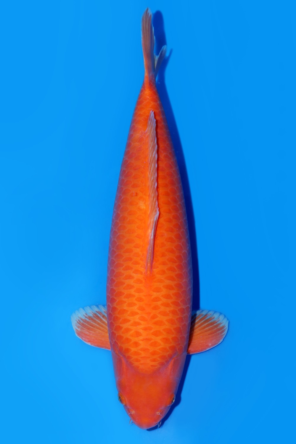Juara 1
