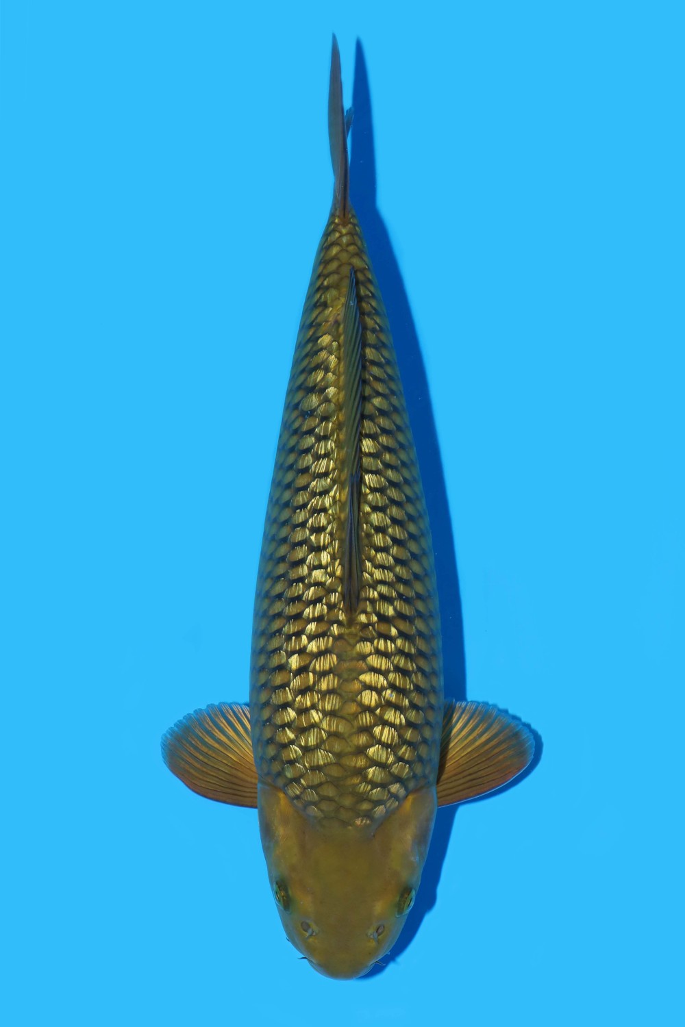 Juara 1