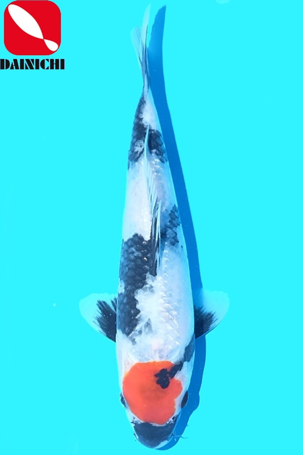 Juara 5