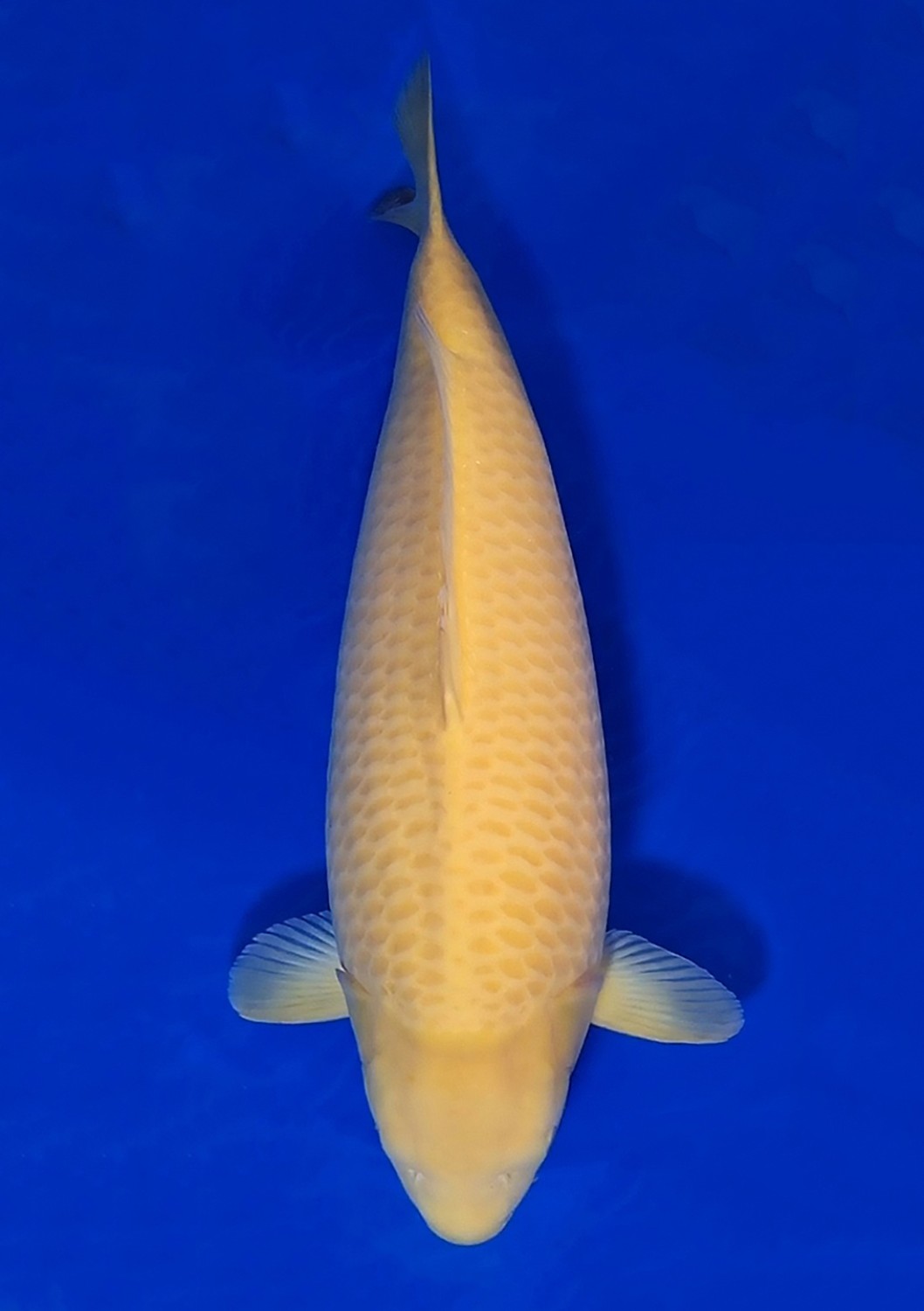 Juara 1