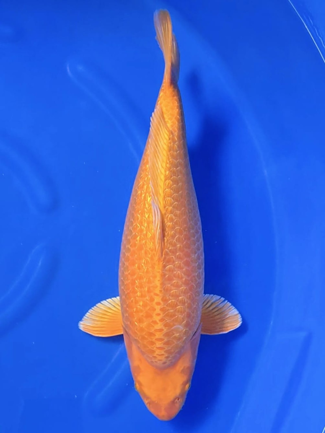 Juara 1