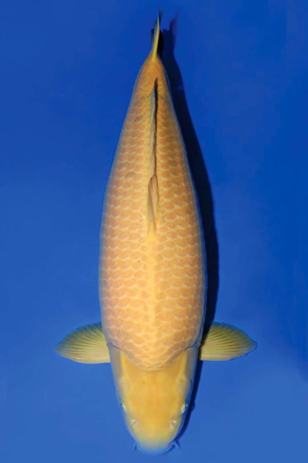 Juara 2