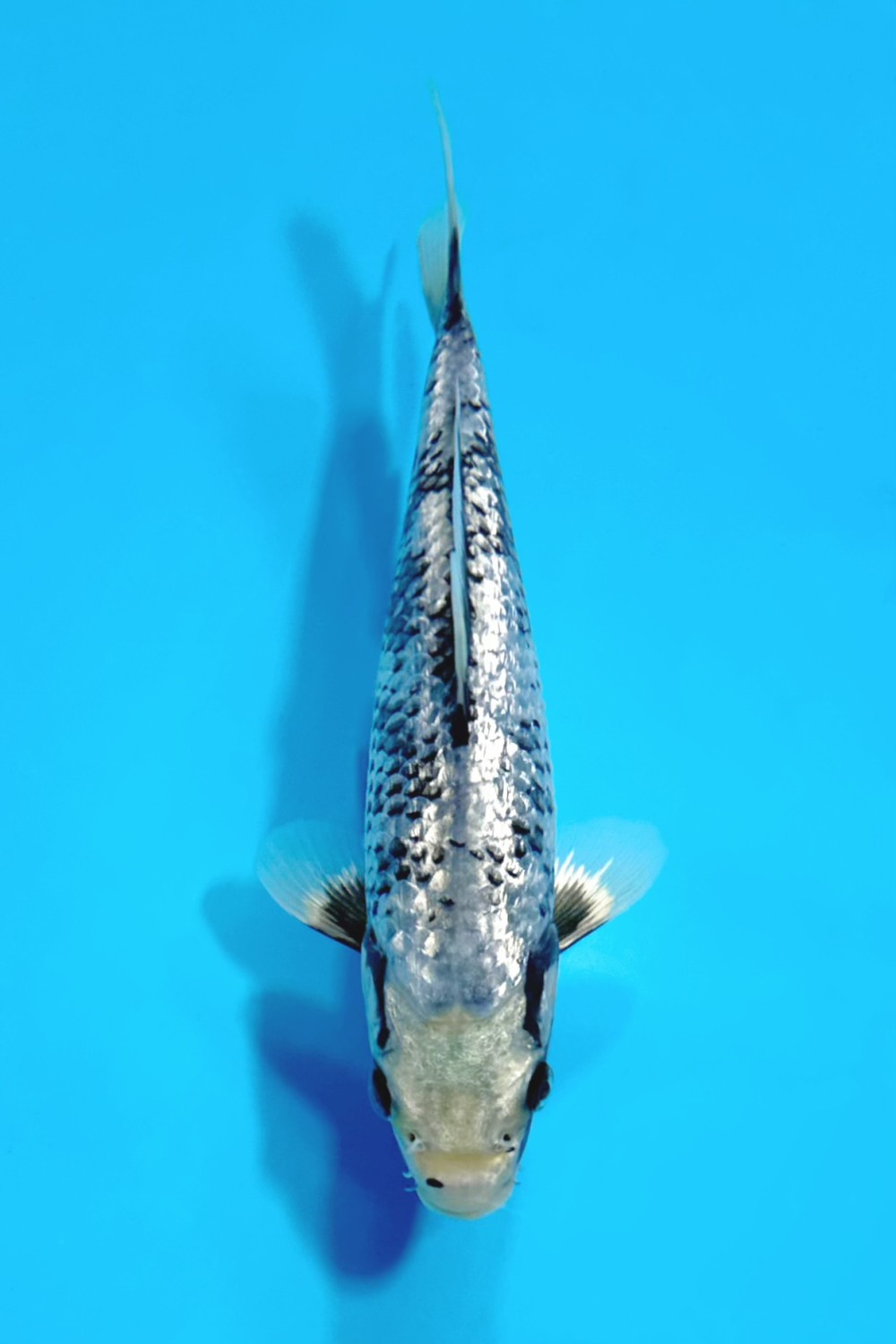 Juara 1