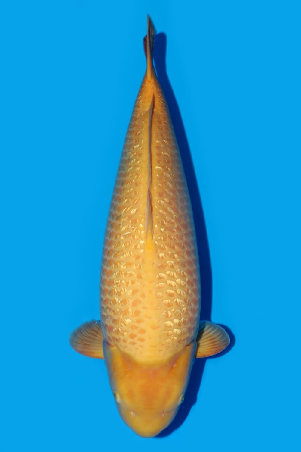 Juara 1