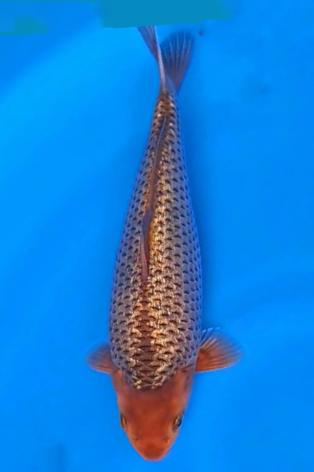 Juara 5