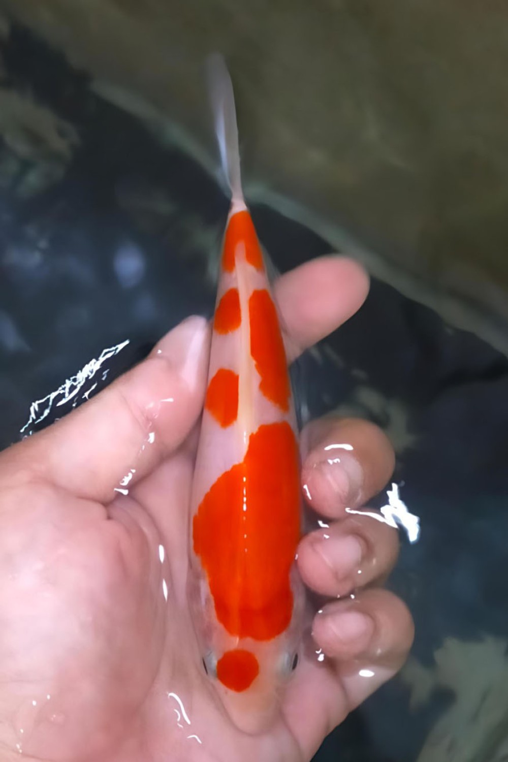 Mini Champion A