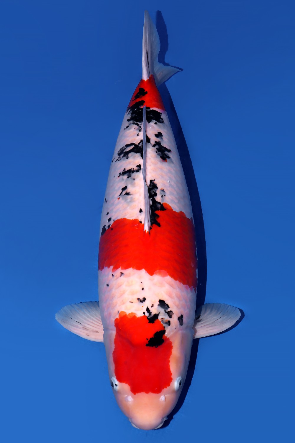 Juara 2