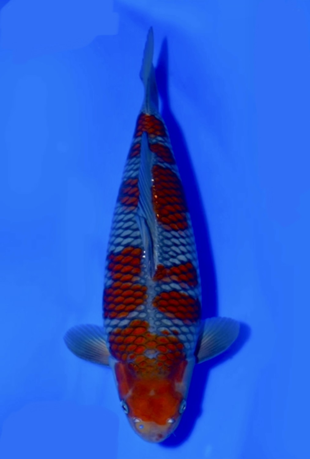 Juara 2