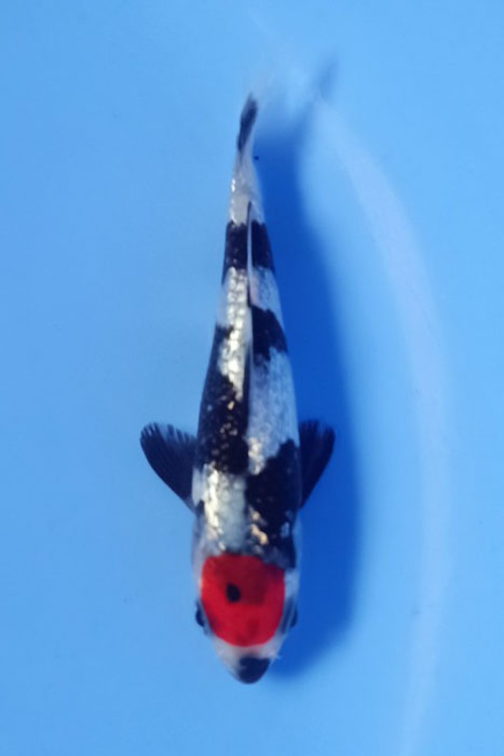 Juara 2