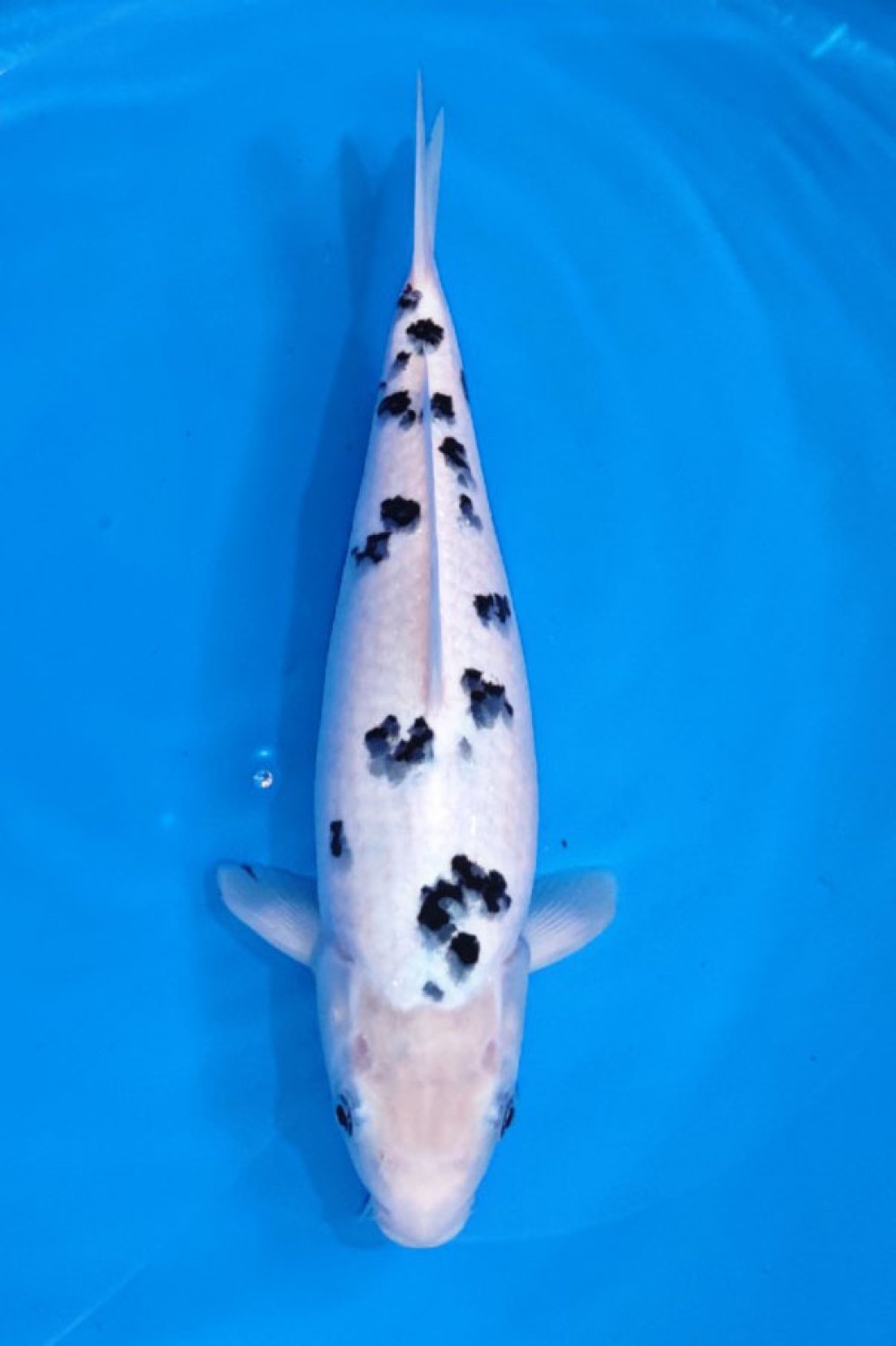 Juara 5