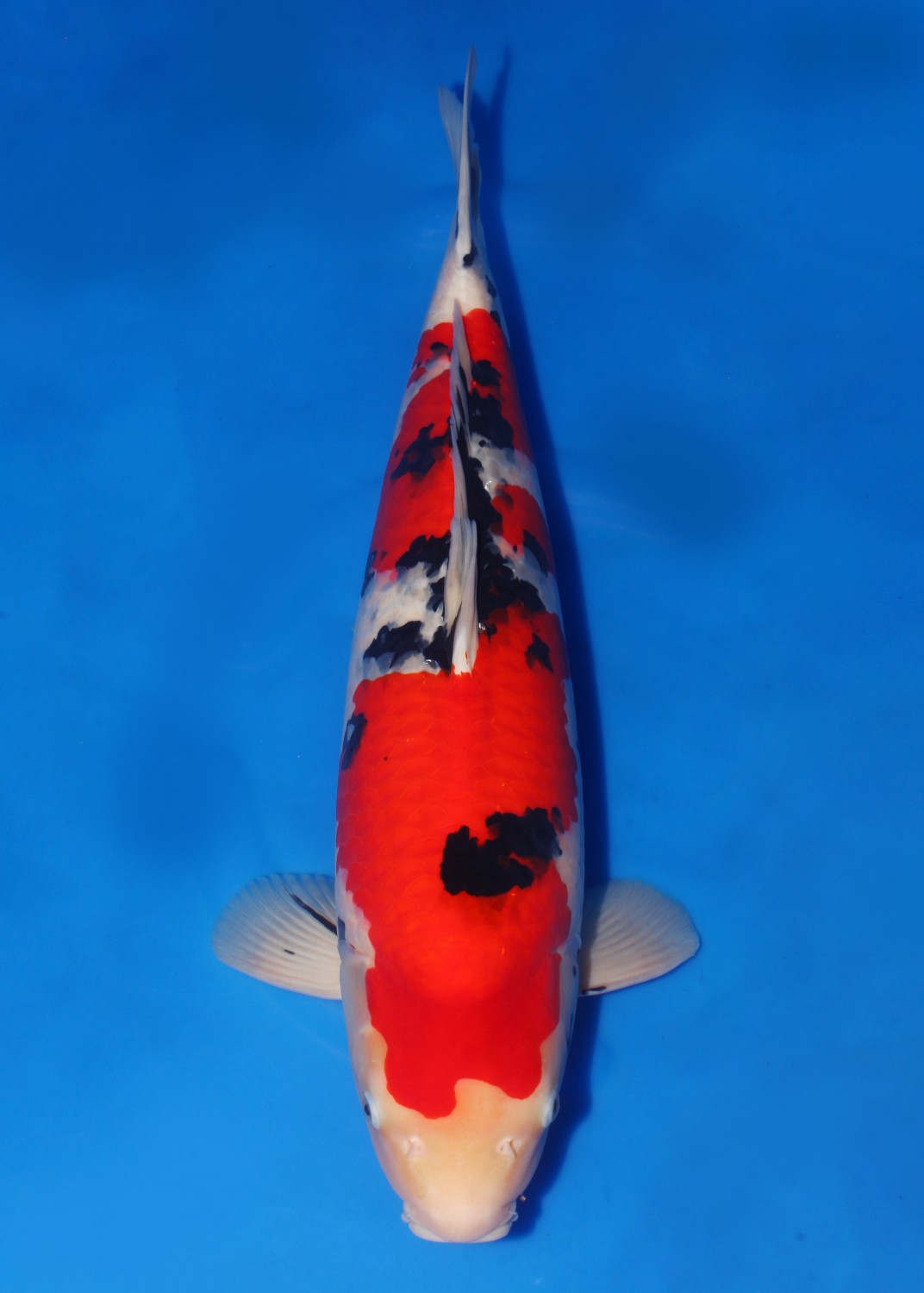 Juara 1