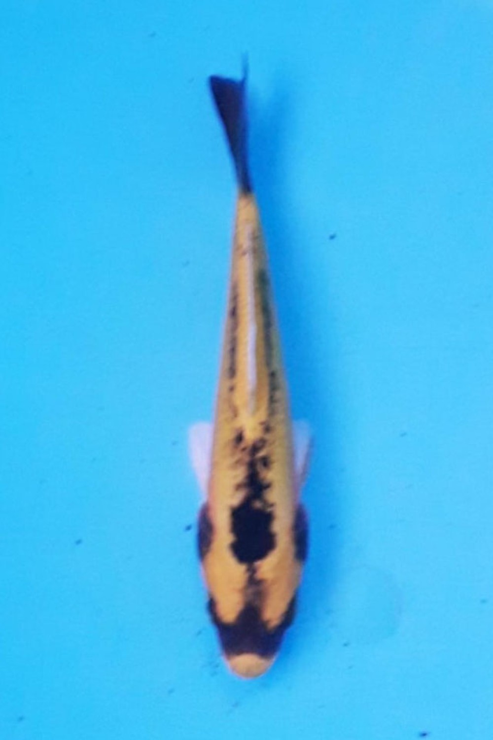 Juara 1