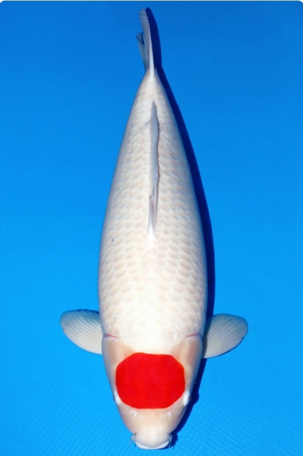 Best In Size C Over 80 cm