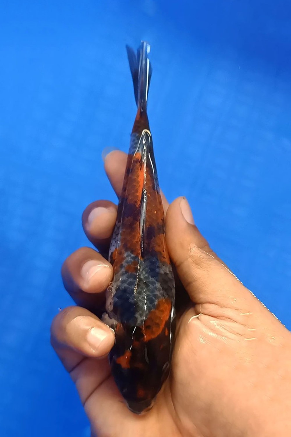 Juara 4