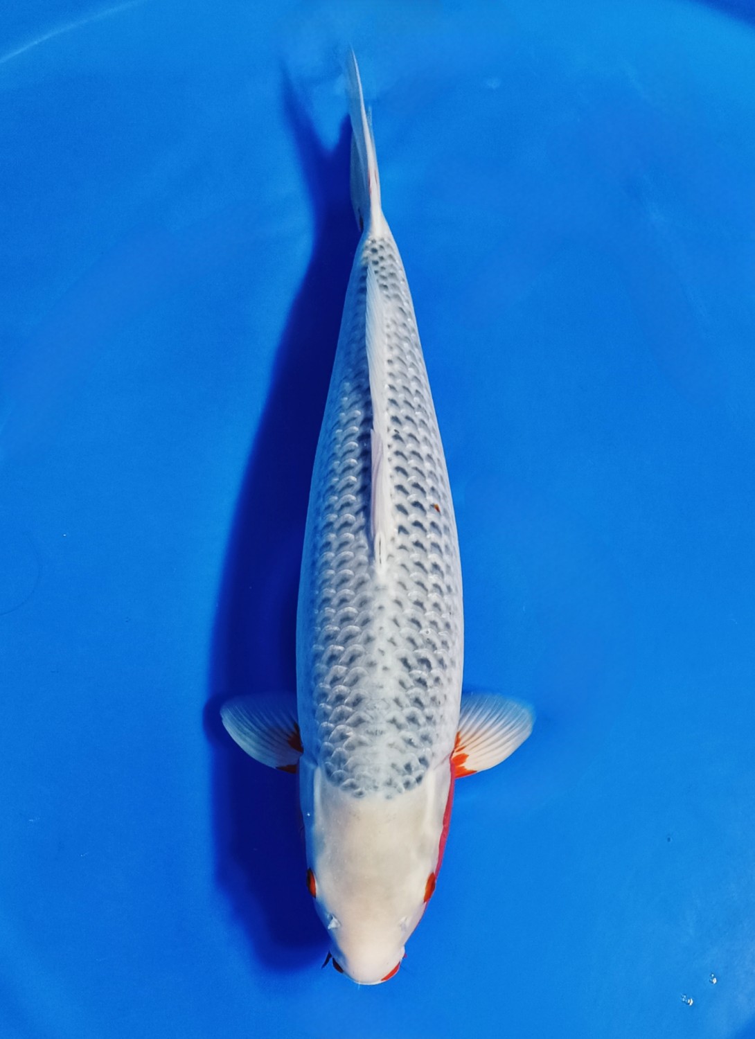 Juara 1