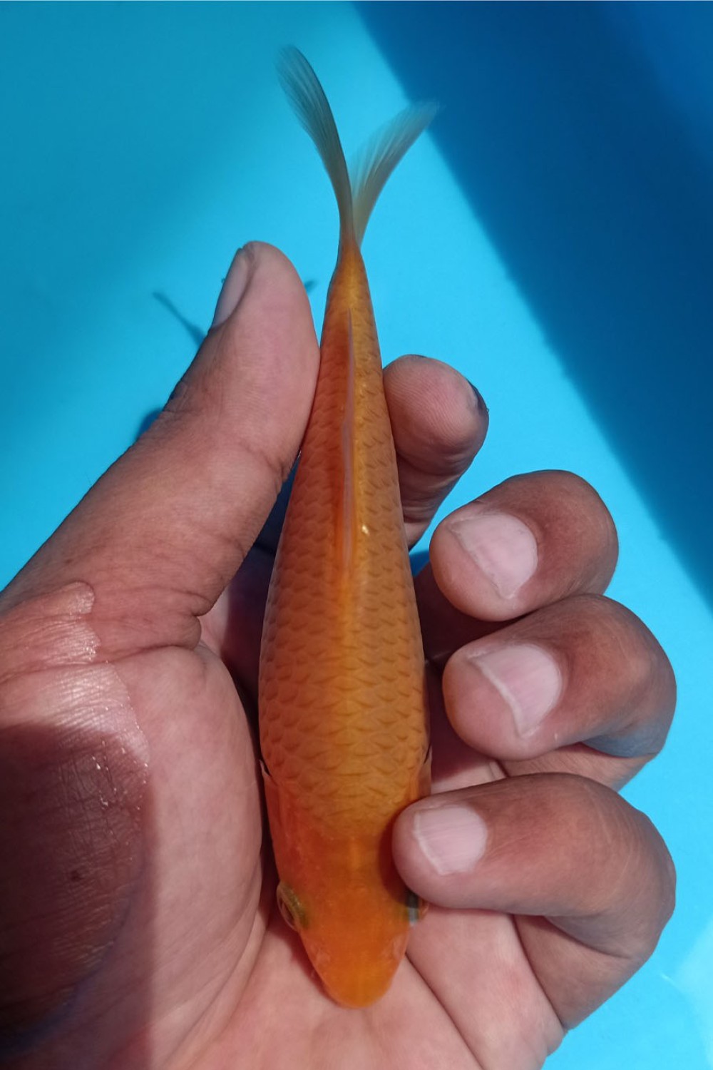 Juara 2